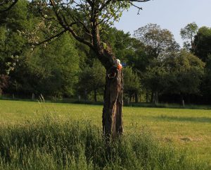 Spaßvogel sitzt im Baum