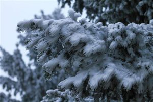 Schnee auf den winterlichen Tannenzweigen