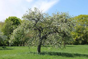 Erholung für Leib und Seele in frischer Natur