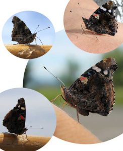 Schmetterling: ein besonderer Gast bei der vogelschmiede