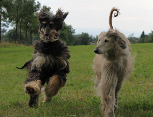 Windhunde im Wind auf der Herchenhainer Höhe