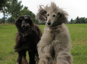 BilDer Wind und die Hunde auf der Herchenhainer Höhe 