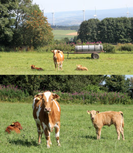 Bildschirmfoto 2016-08-12 um 01.20.07