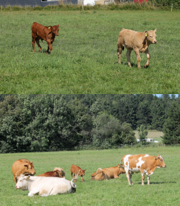 Bildschirmfoto 2016-08-12 um 01.20.19