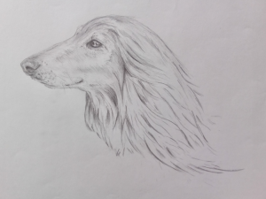 Tierportraits